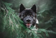 Jak se připravit na focení zvířat v přírodě